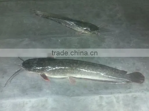 live frozen catfish farm raised in china
