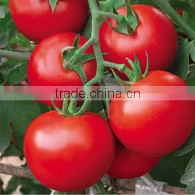 Hybrid F1 Indeterminate growth Cold Resistance Good Firmness Pink Heirloom Tomatoes Seeds For Growing- New Noble