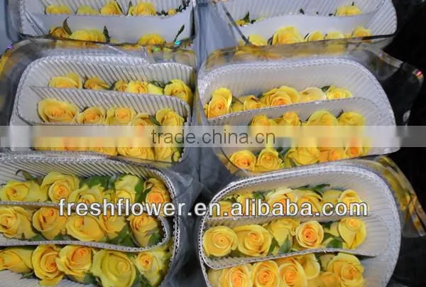 China yellow rose as the same quality of fresh cut rose