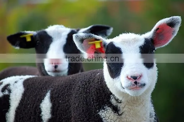 RFID Animal Ear Tag With Laser Logo