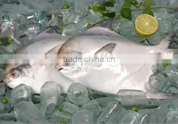 new arrival frozen whole round slive pomfret with many size