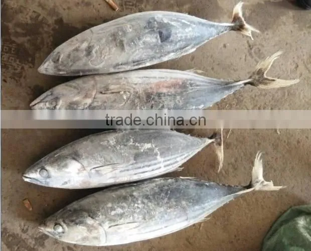 Frozen Skipjack Tuna