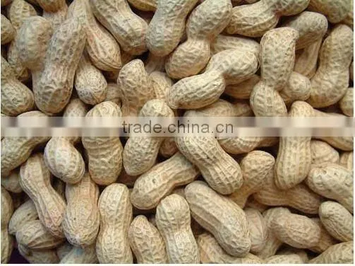 roasted Shelled Peanut