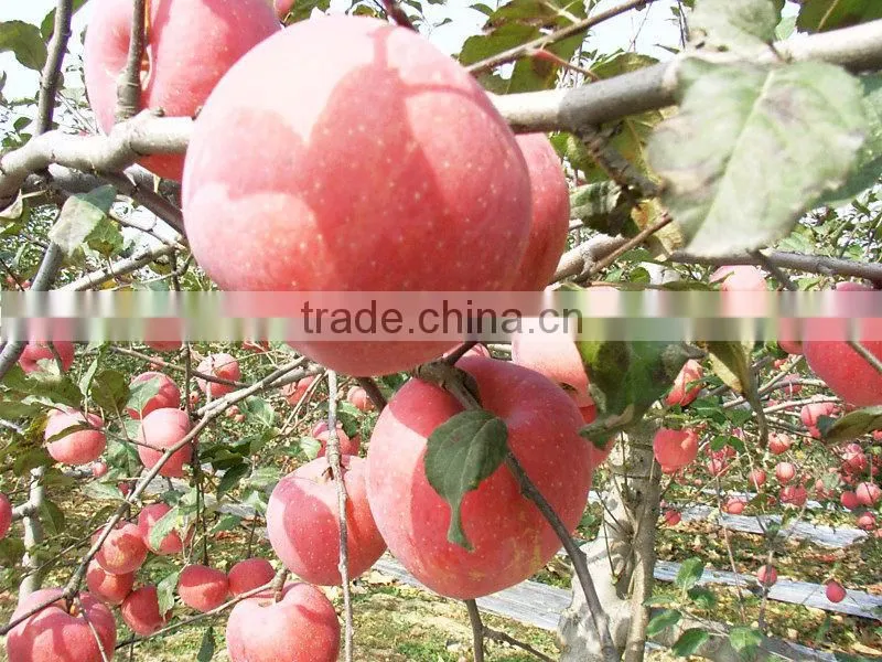 Fresh apple from china/ Red apple/China red apple