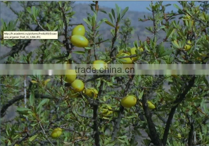 wholesale 2016 the best popular Argan Oil Shampoo from Morocco from GMPC factory OEM/ODM SHAMPOO