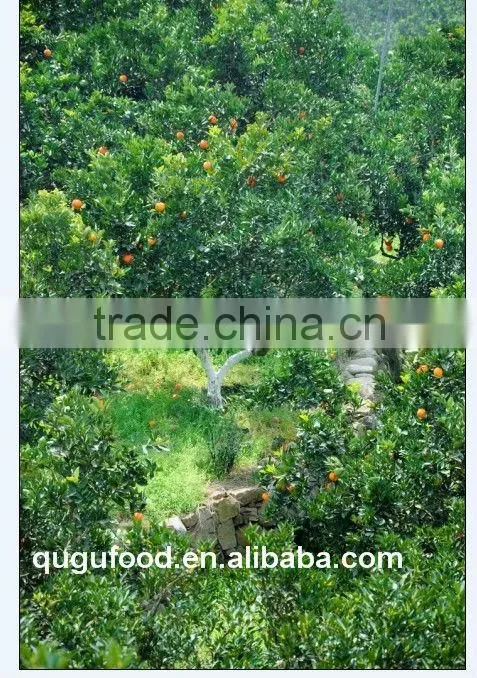 Sweet navel orange 1st class price