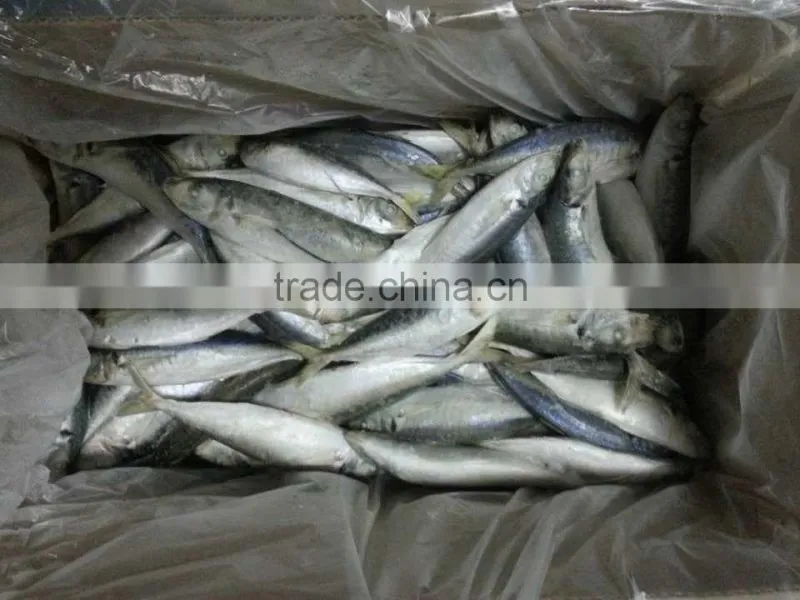 Horse Mackerel/Frozen Mackerel Fish