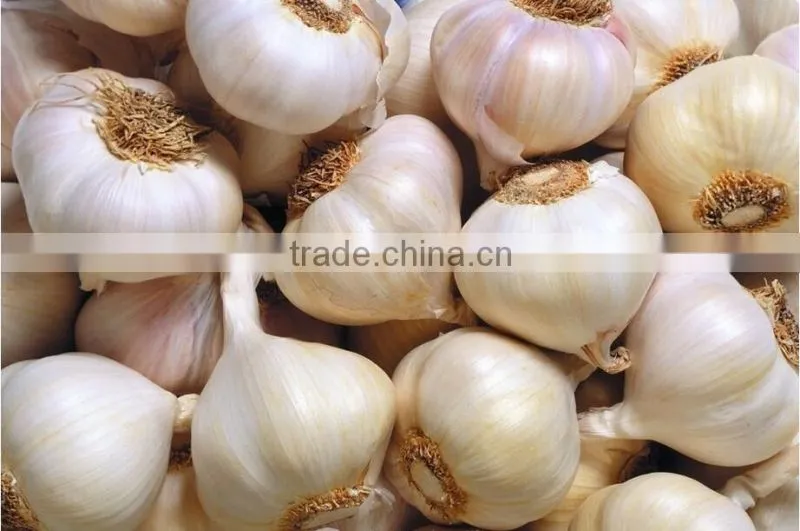Low price stainless steel onion peeling machine