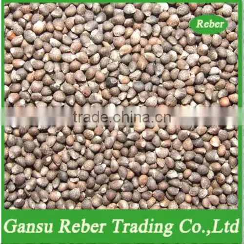 Brown Perilla Seeds