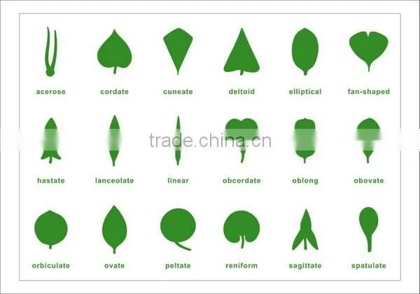 Botany Leaf Cabinet Control Chart