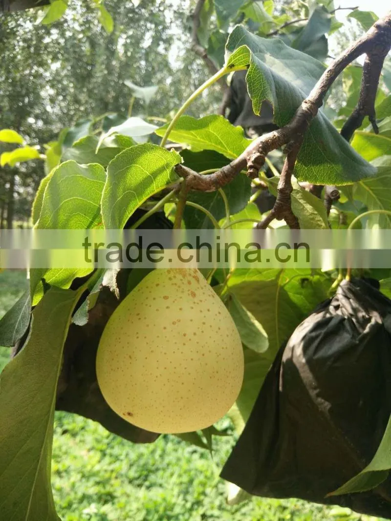new crop thailand fruit farm ya pear