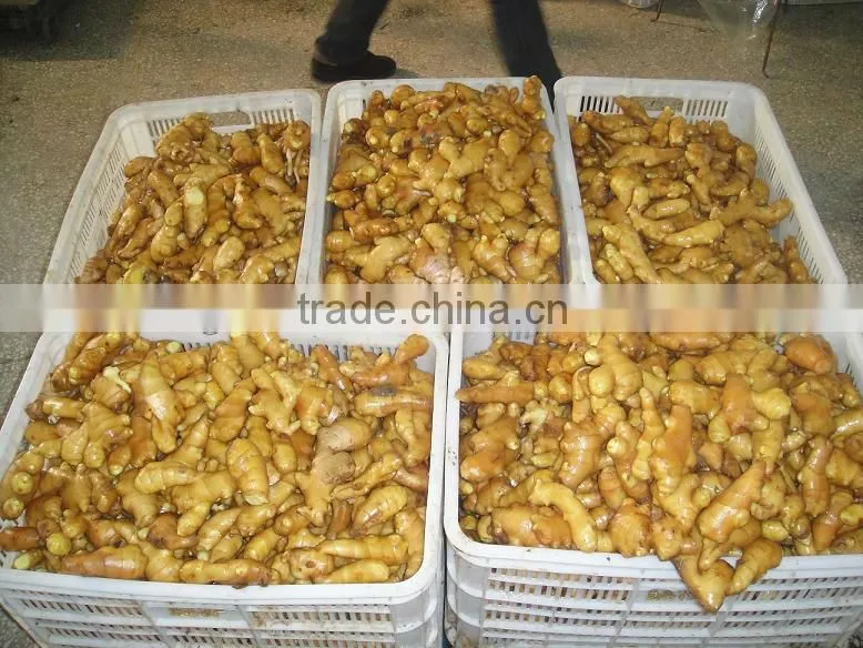 China big Fresh ginger 100g-350g up