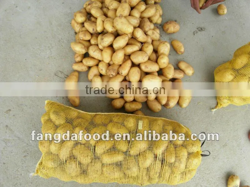 NEW CROP OF HOLLAND FRESH POTATO