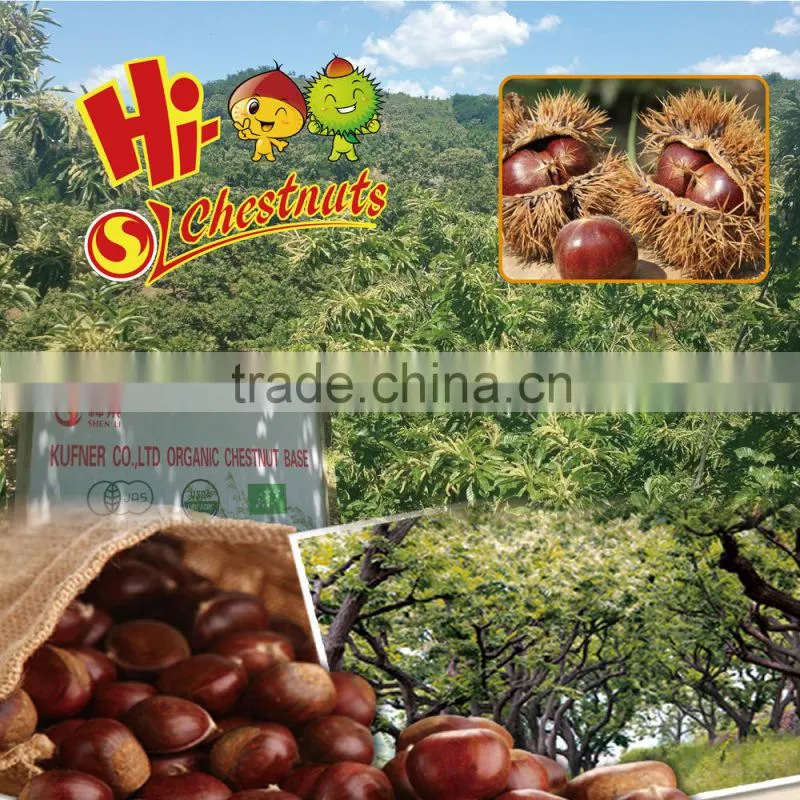 Bulk Fresh Chestnut chinese food wholesale frozen raw food