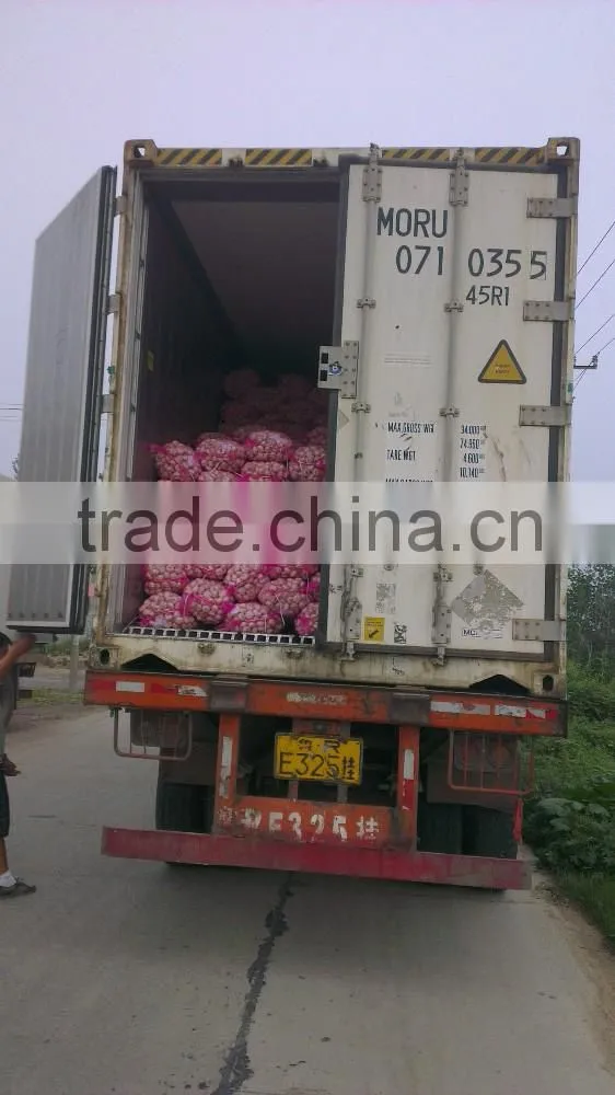 Fresh Style White Garlic from Cold Storage