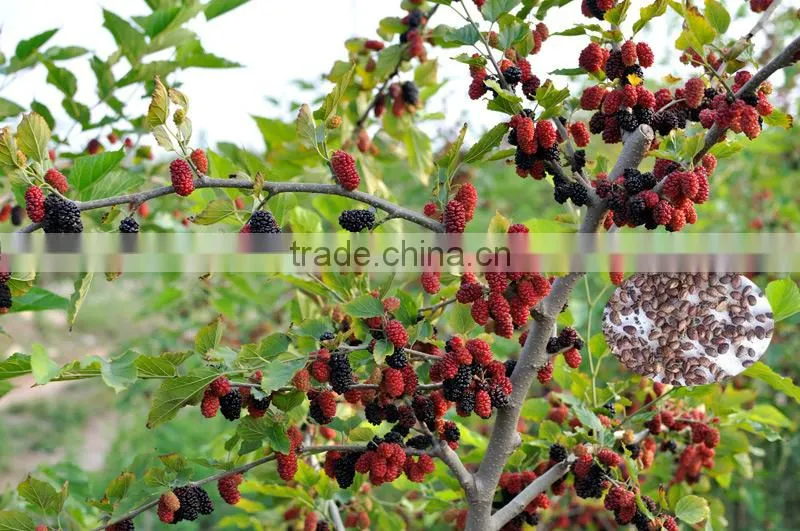 Fruit Tree Seeds Mulberry Tree Seeds For Sale