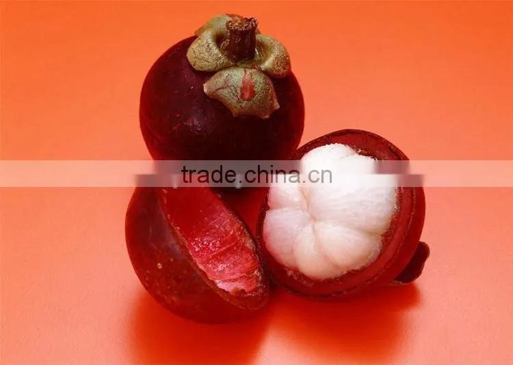 Mangosteen fruit seedling