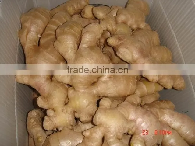 Fresh mature ginger