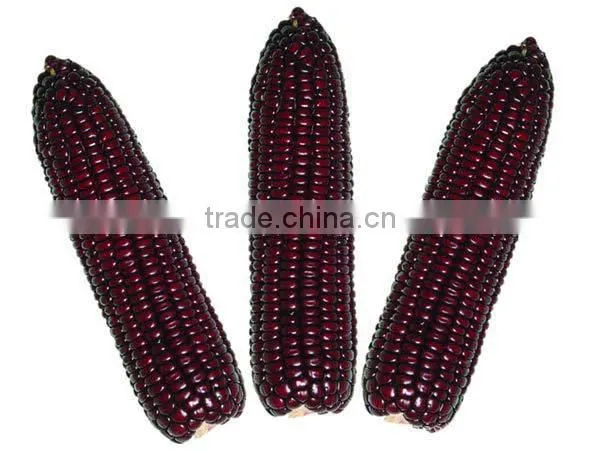 Steamed/Blanched IQF Frozen waxy purple corn purple color