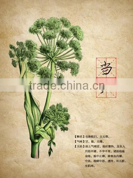 Chinese Herbal oil 100 Pure Natural Angelica sinensis Oil