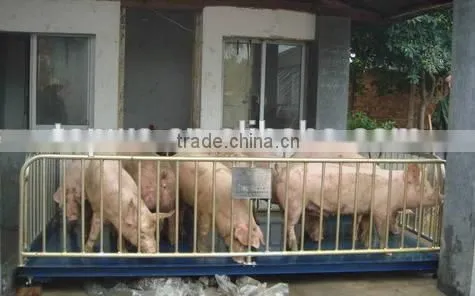cattle scale