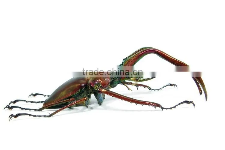 Robotic insect, lifelike insect, mechanical insect