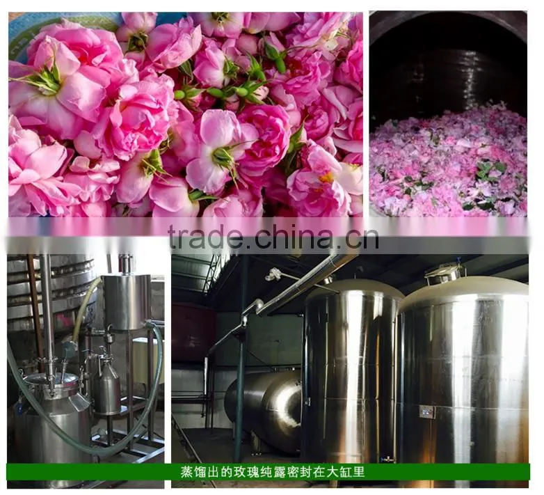 bulk manufacturer wholesale clove oil