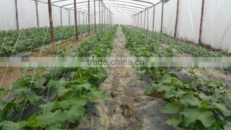 HOT SELLING!!Best quality knitted BOP /cucumber climing net
