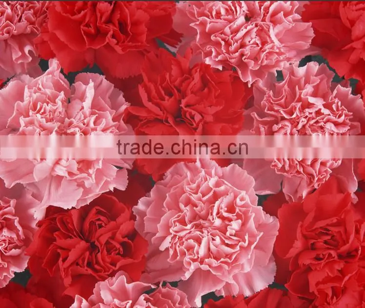 Supply Carnation fresh cut carnation fresh cut flowers