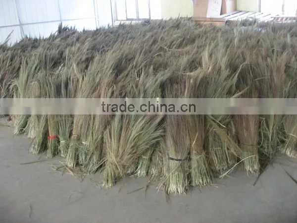 Grass broom raw material season 2017