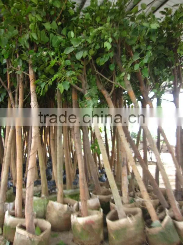 Ficus Religiosa packed for shipment