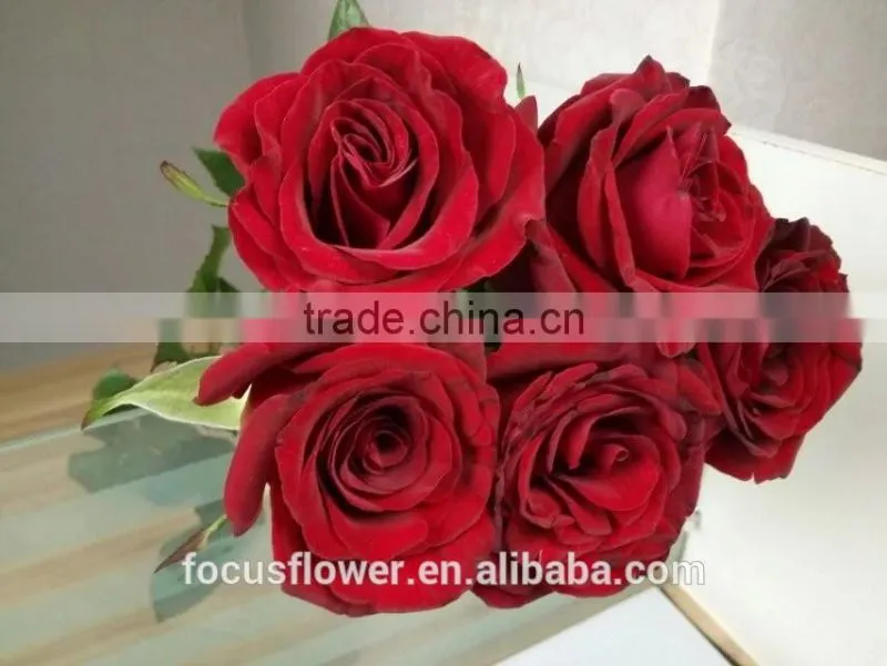 2016 Hot Sale Decorative Rose Flower Valentine's Day Occasion Fresh Cut Rose Flower Single Head