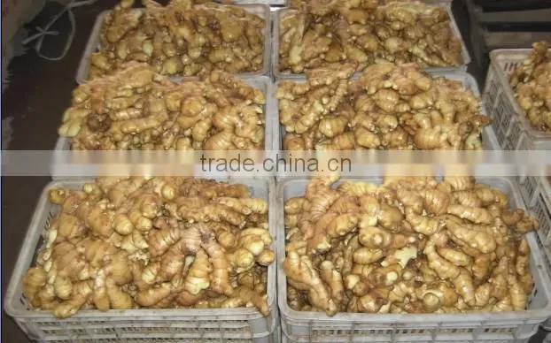 specification fresh ginger