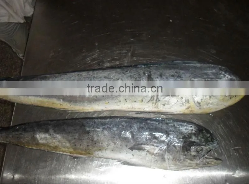 Frozen Mahi Mahi fish fillet