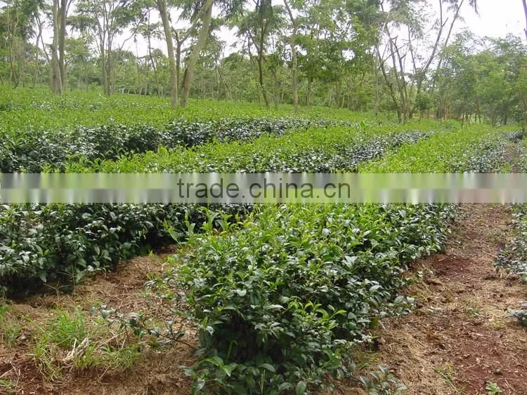 Oriental Beauty tea from Vietnam
