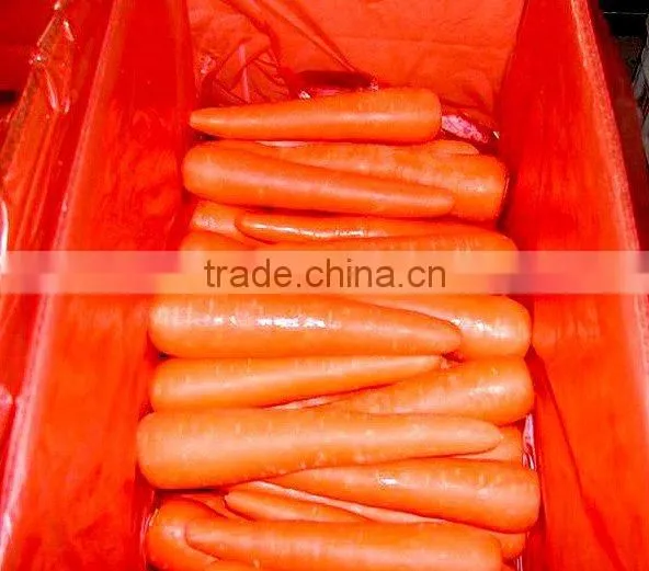 fresh carrot
