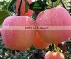 Crisp Fuji Apple