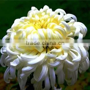 Hybrid Chrysanthemum Seeds For Sale