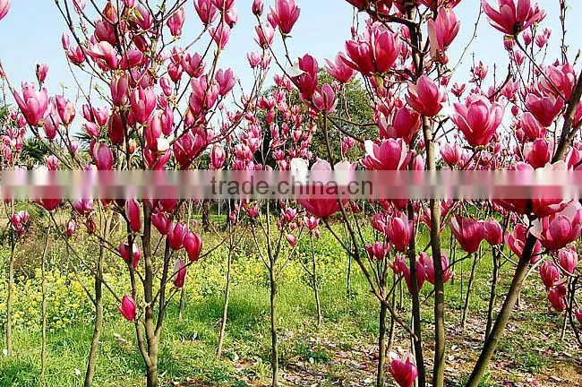 2016 Newest Purple Magnolia Seeds Mulan Tree Seeds For Planting