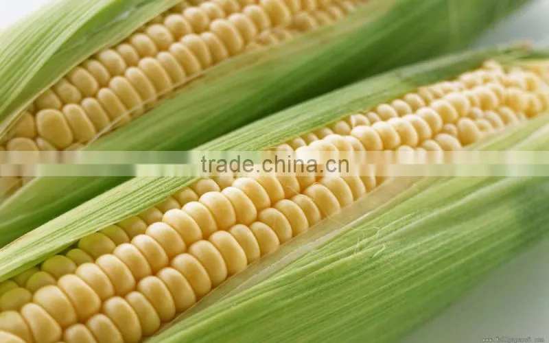 Canned Food Best Canned Sweet Corn Kernel with good price