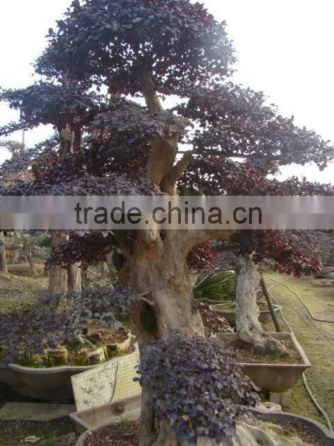 red flower Loropetalum chinense for ornamental outdoor landscaping beautiful bonsai plants