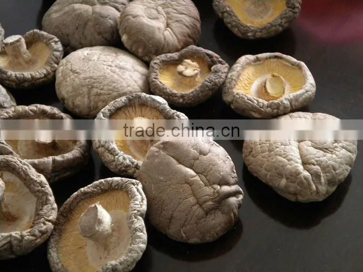dry shitake slice dry whole shiitake cultivated mushroom