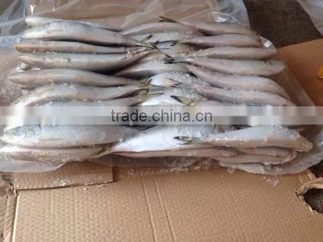 High-quality Sardine For Bait on Sale