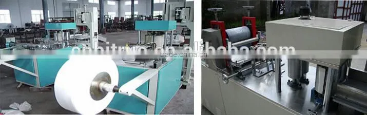 tissue culture teak sagwan plant