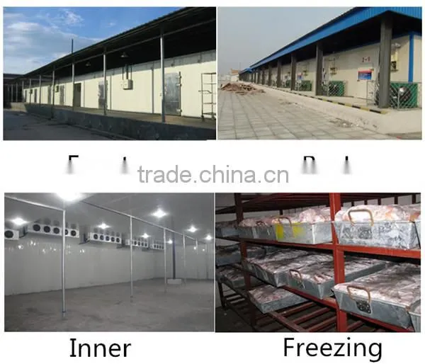 freezing Refrigeration rooms keeping peppers fresh