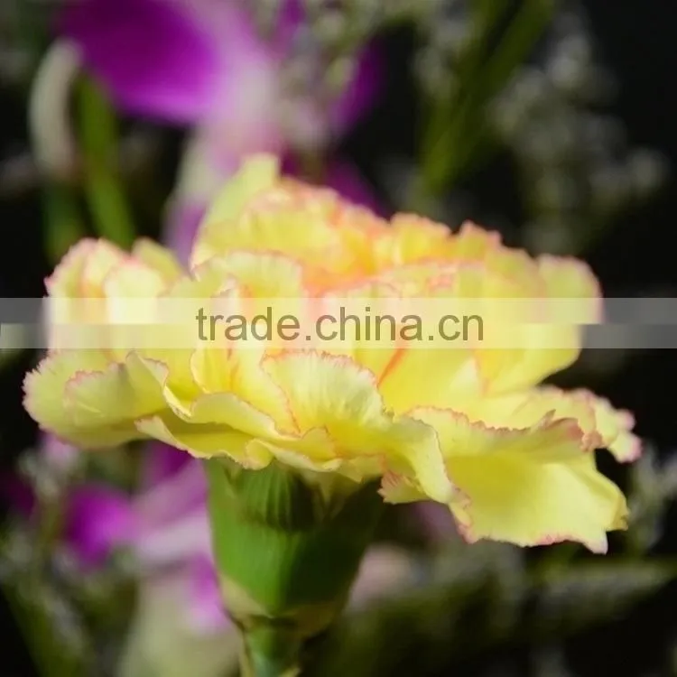 Quality top sell cheap flower carnation flower