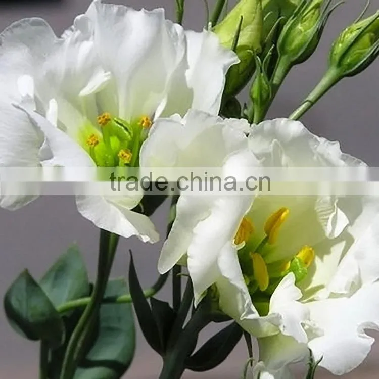Super quality OEM natural fresh cut flower eustoma