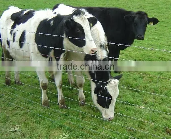 cattle horse fence manufacture of galvanized horse fence