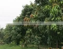 Fresh Mango Vietnam