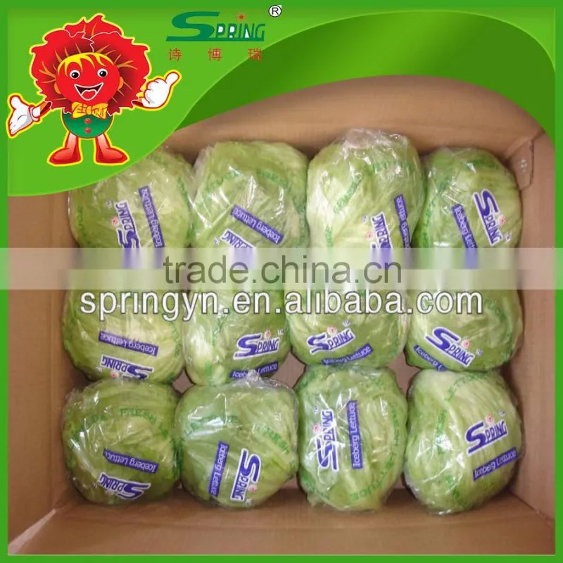 Yunnan organic vegetables Top grade lettuce on sale farm planter on sell